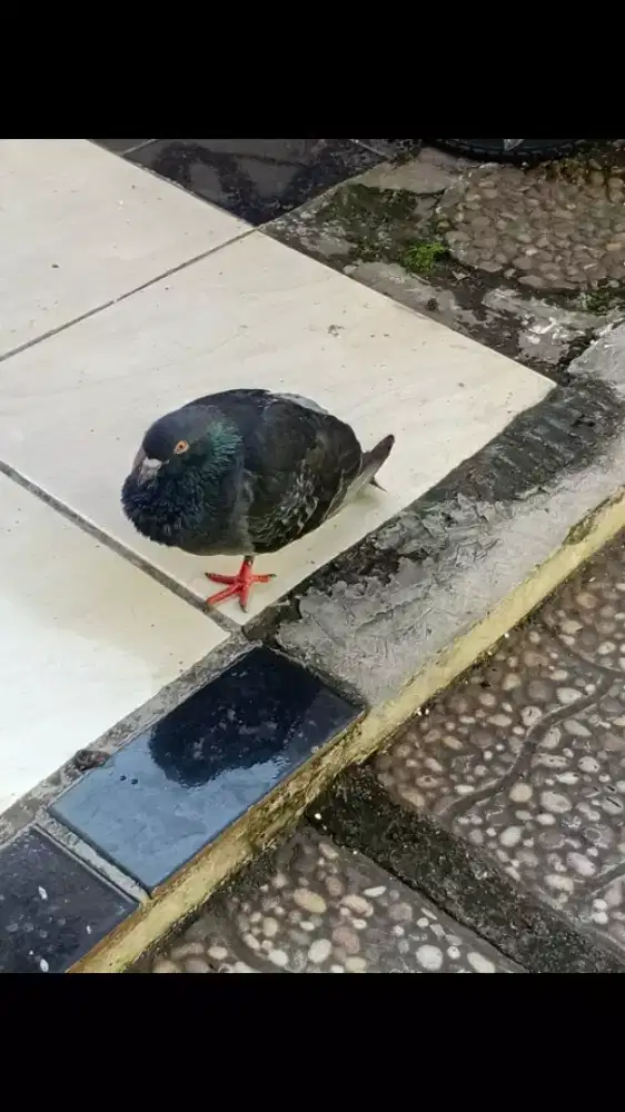 Burung Dara betina + Kandang kayu