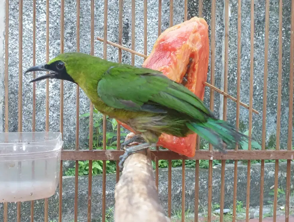 Jo bahan volume tembus