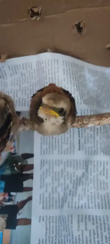 Lolohan pentet garansi jantan 150k