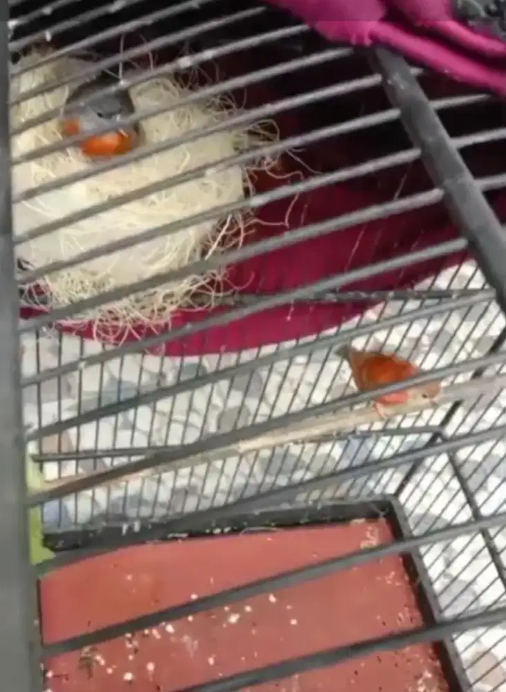 Indukan red siskin doble dilut x clasik