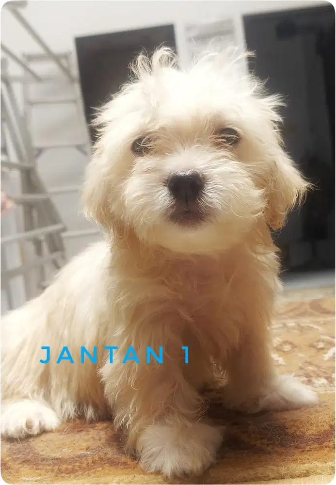 Anakan Maltesse x Pom