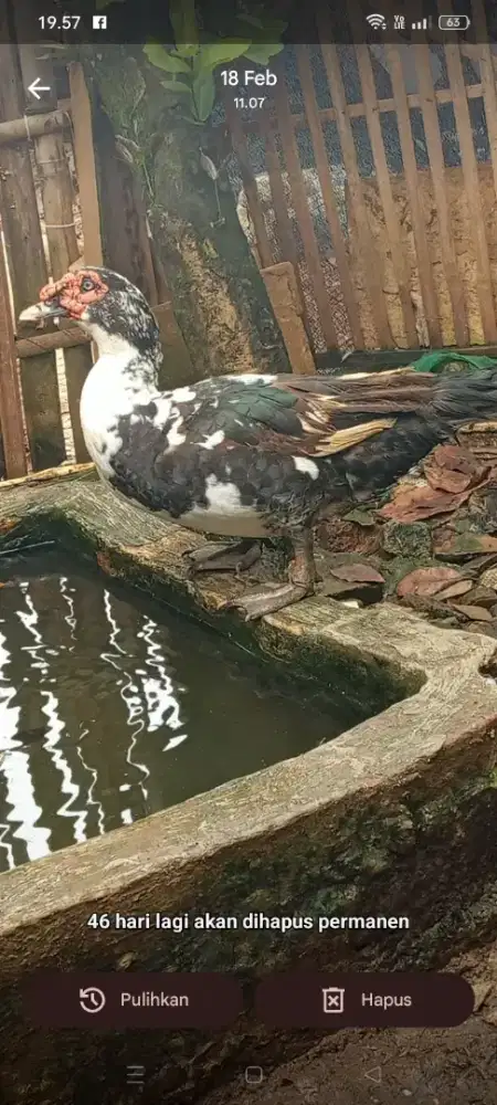 Di jual entok jali deragon