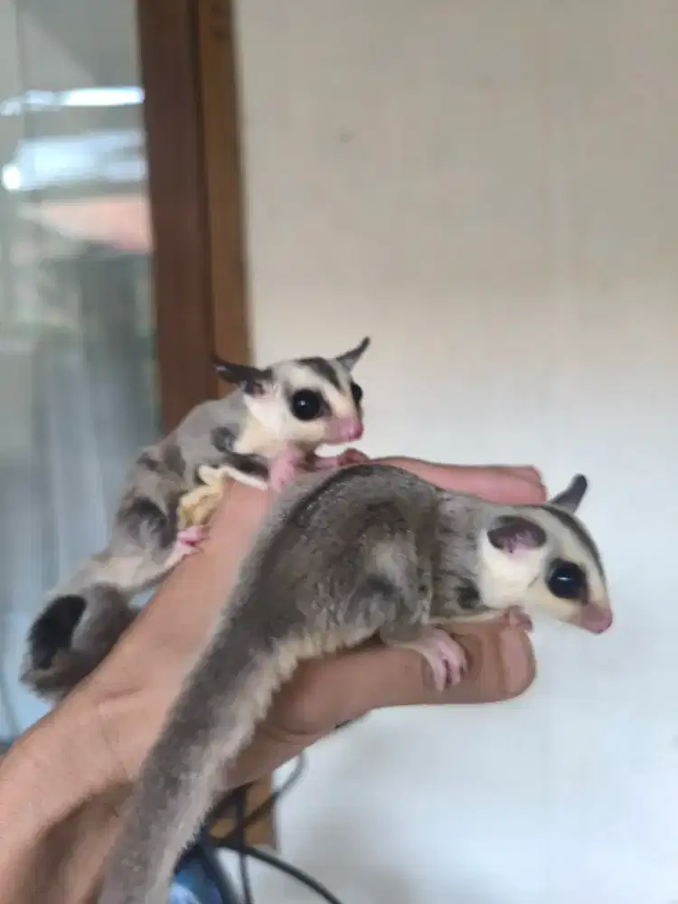 Sugar glider wf Jantan & Betina