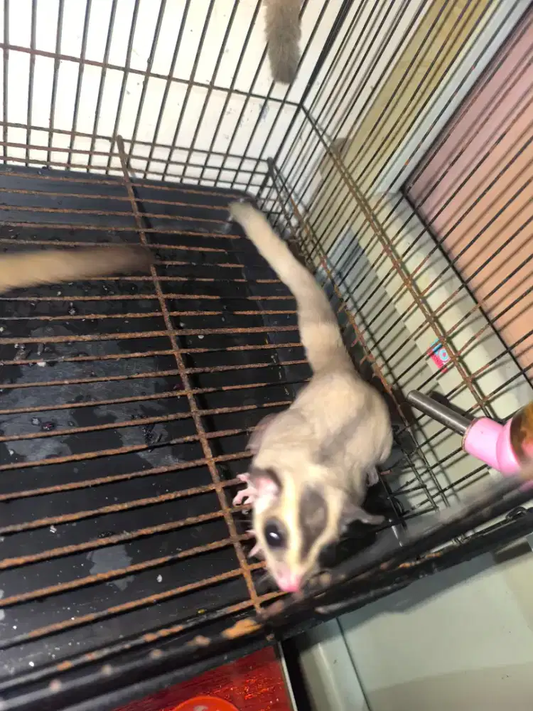 Sugar Glider WF Ringtail jantan