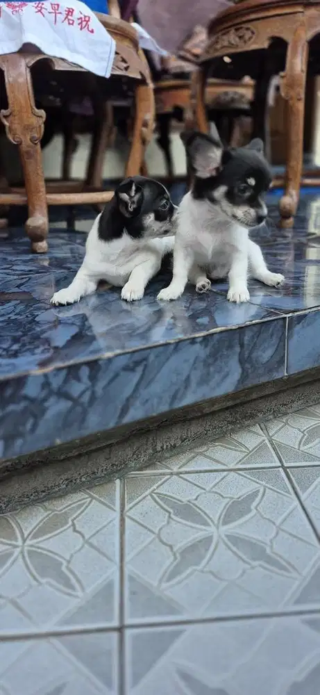 Dijual Anjing Cihuahua Mix Pom