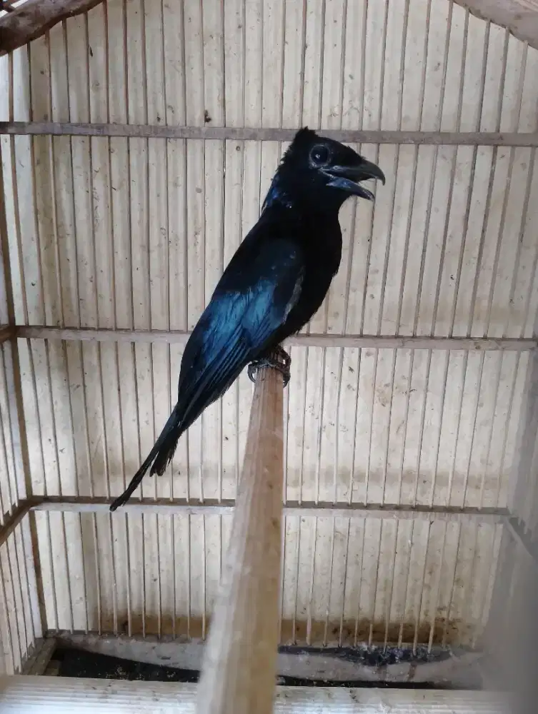 srikanti makan Pur halus