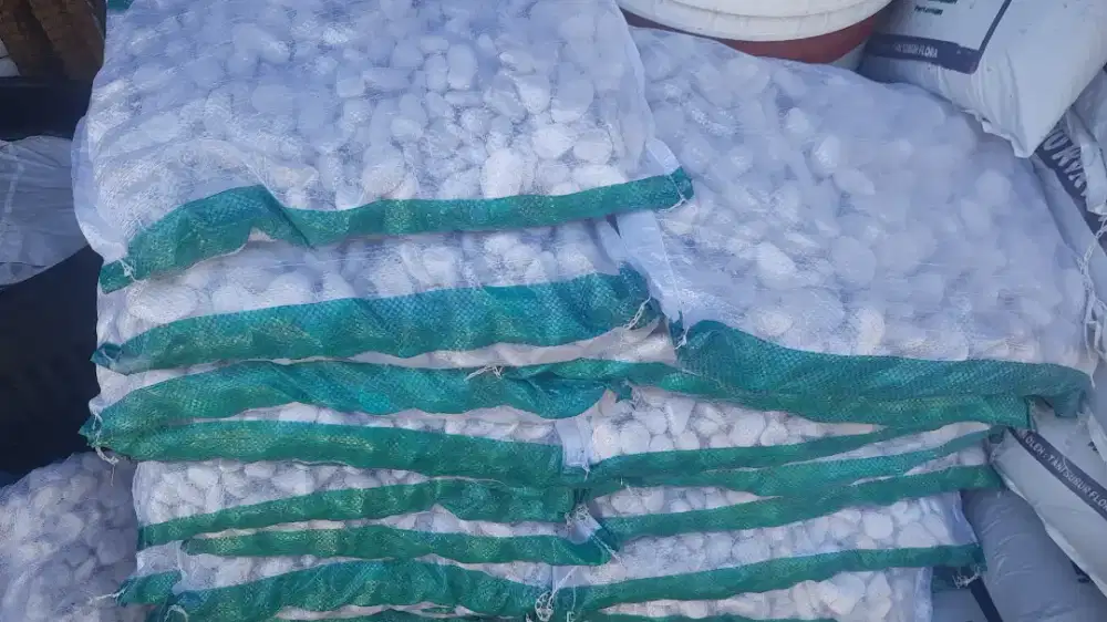 Batu koral putih dan hitam