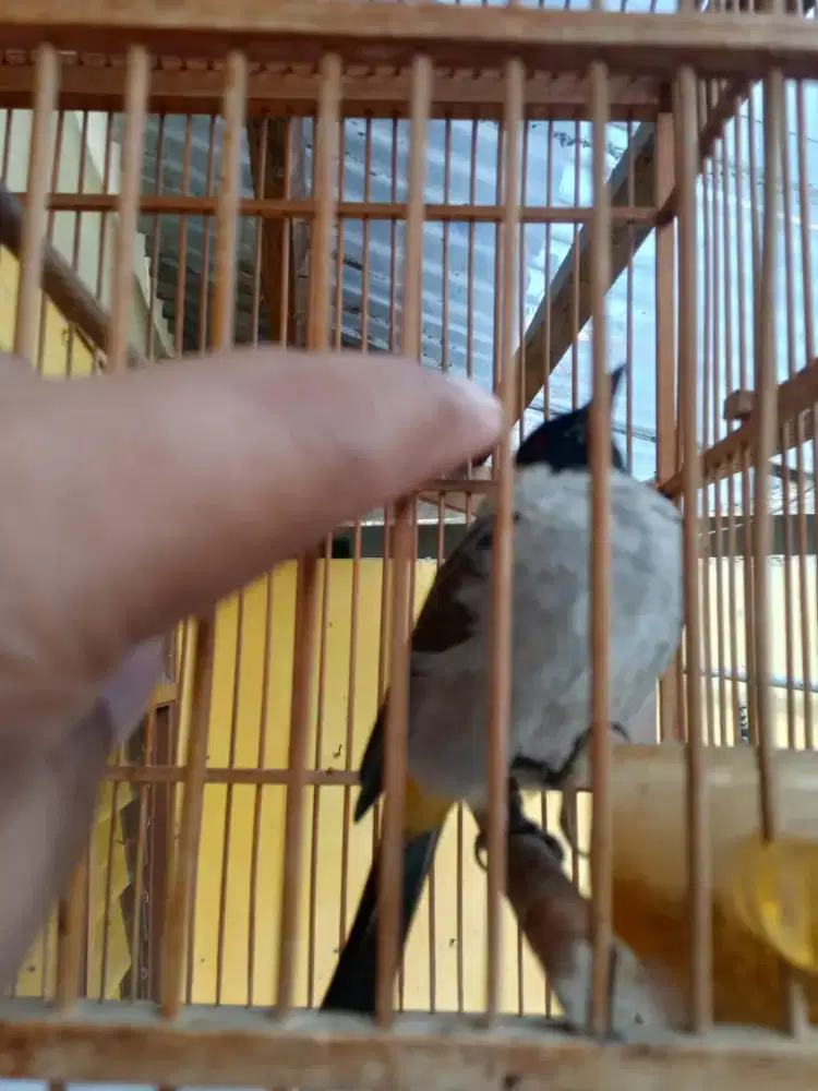 Burung Cangkurileng Kapas istimewa