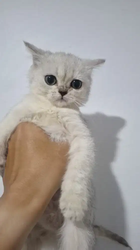 Lebaran kucing baru , Kucing BSH silver jantan dan betina