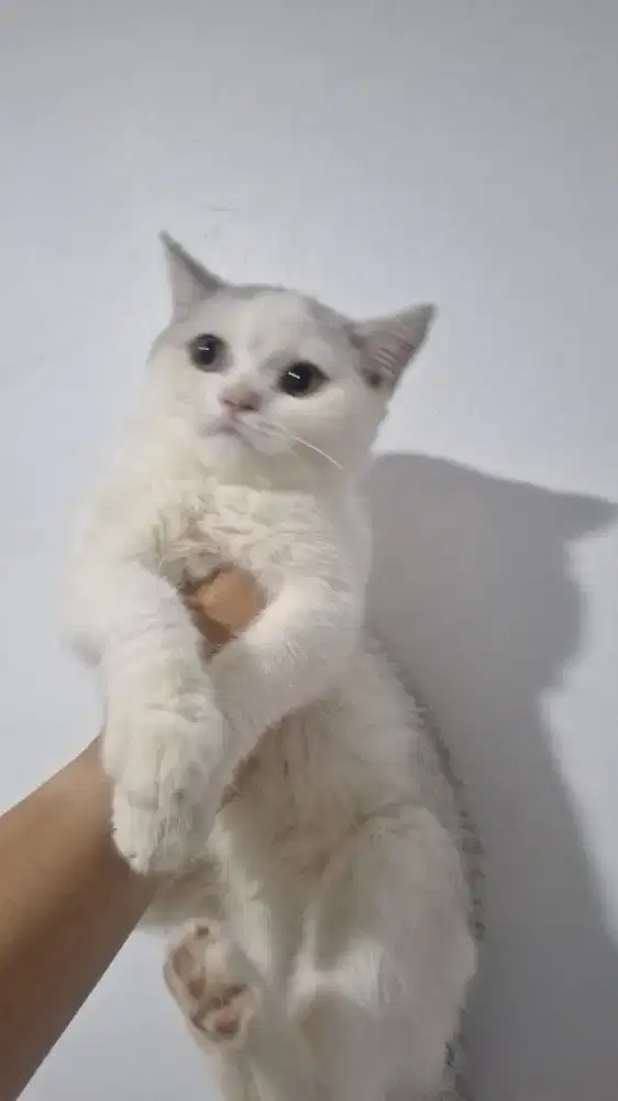 Kucing bsh silver jantan sdh vaksin