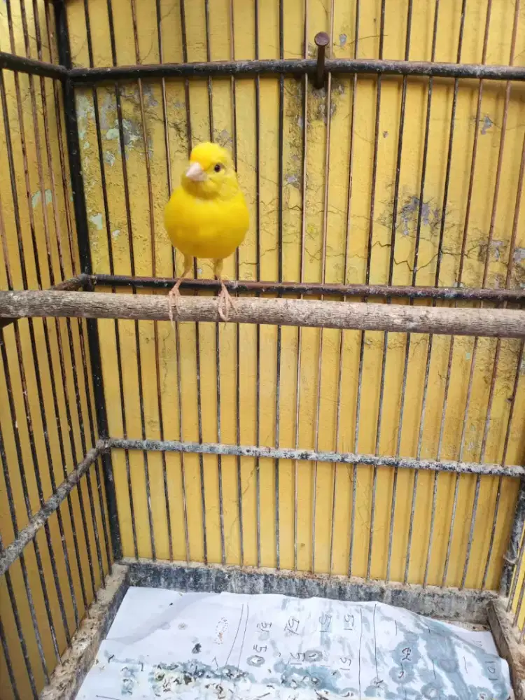 Burung Kenari sunkis loper