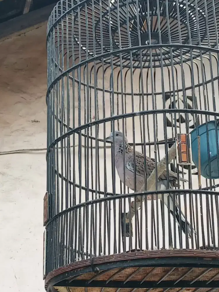 Burung tikukur kuk 2