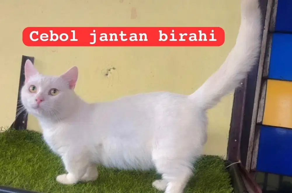 Kucing ras munckhin cebol persia