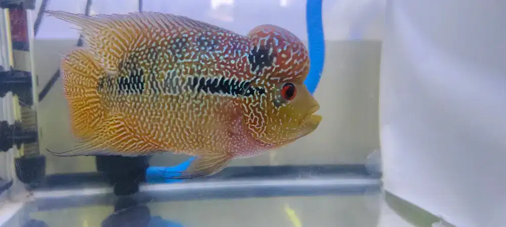 Louhan Cencu Two Tone