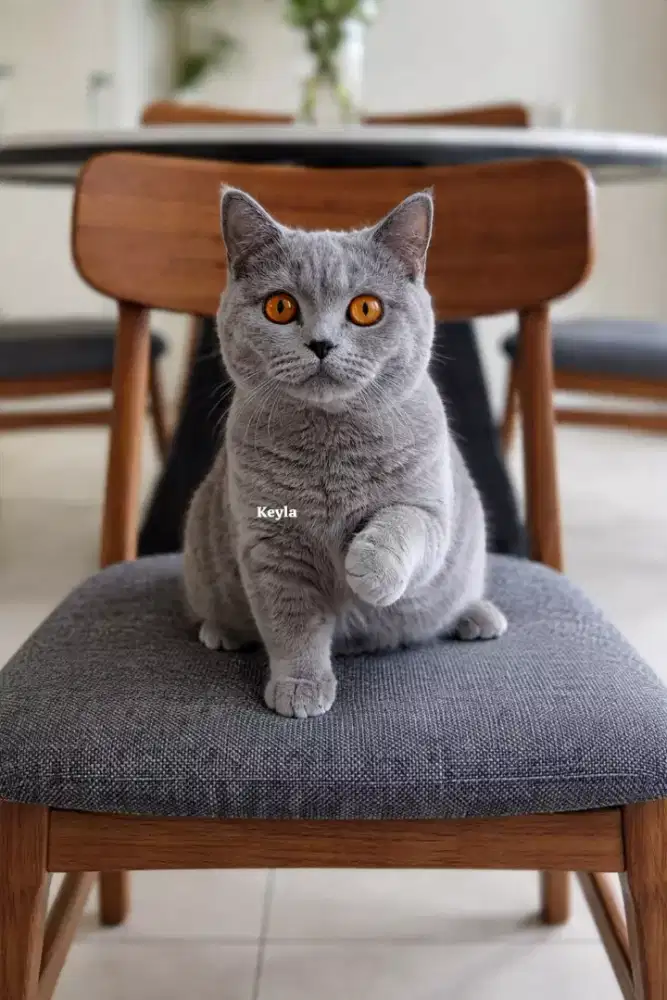 KICING BSH MUNCKIN JANTAN (KAKI SUPER CEBOL)