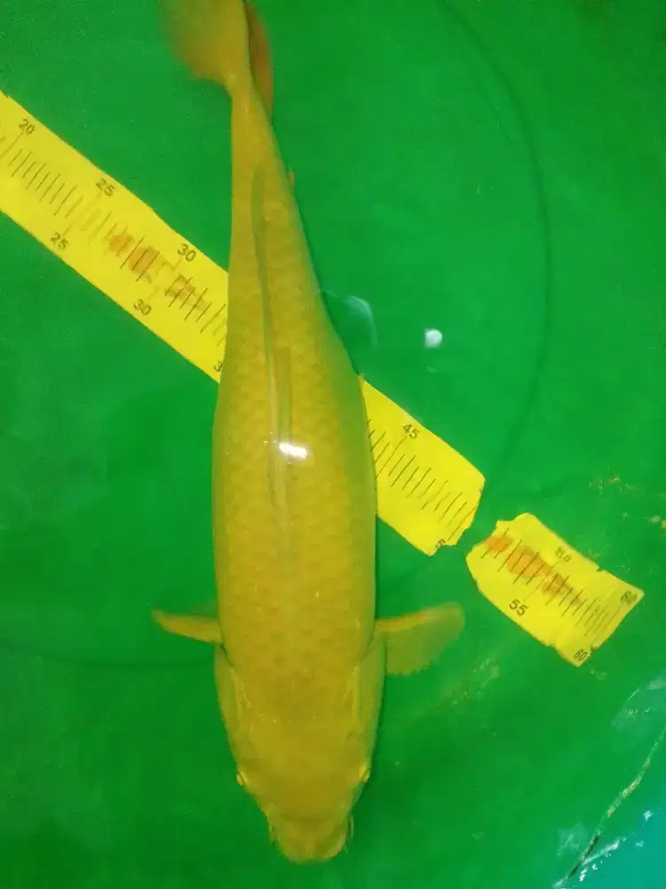 Ikan koi jenis Midorigoi 43cm female