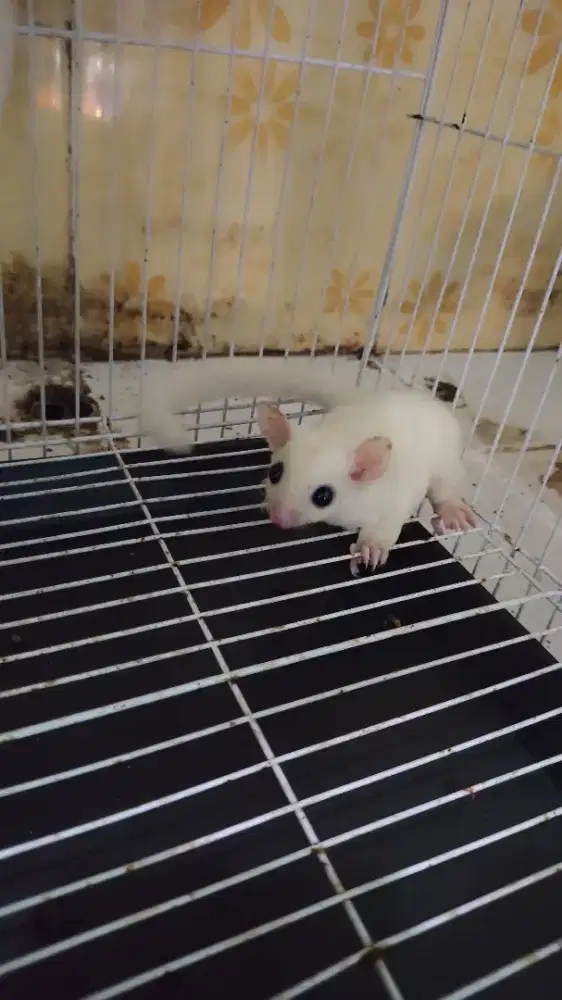 jual BU sugar glider joey betina leucistic