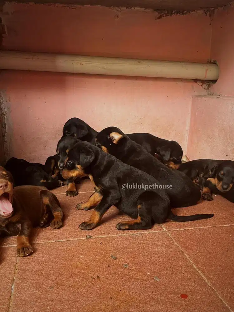 Doberman puppies Pure Breed