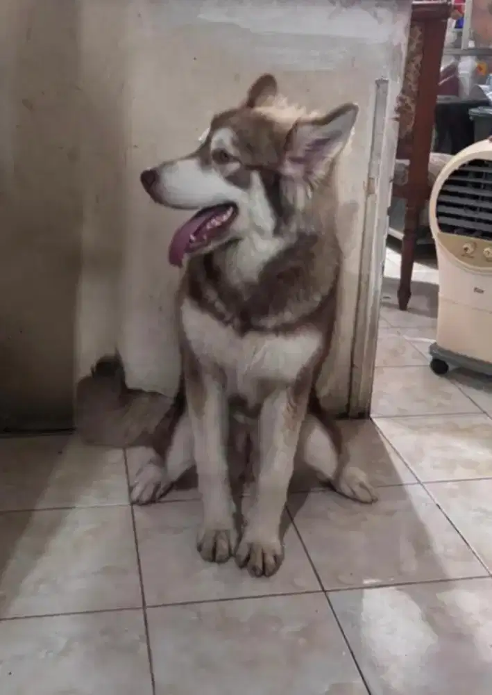 Alaskann Malamute (bersertifikat)