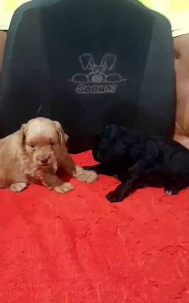 Pom x poodle betina 2 ekor