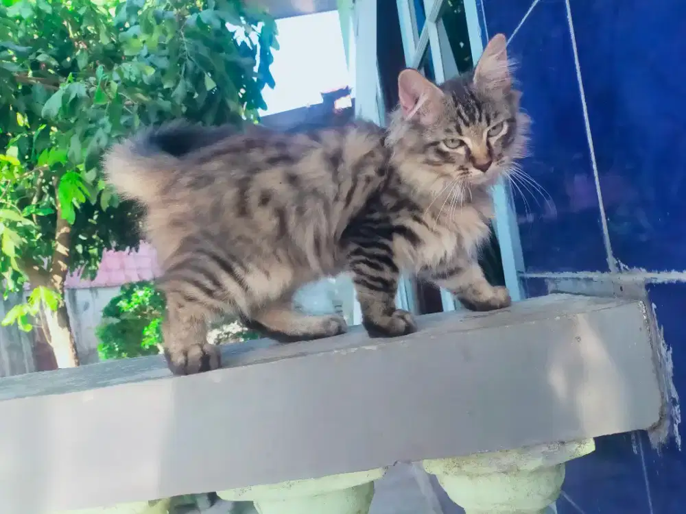 Kucing Persia Jantan