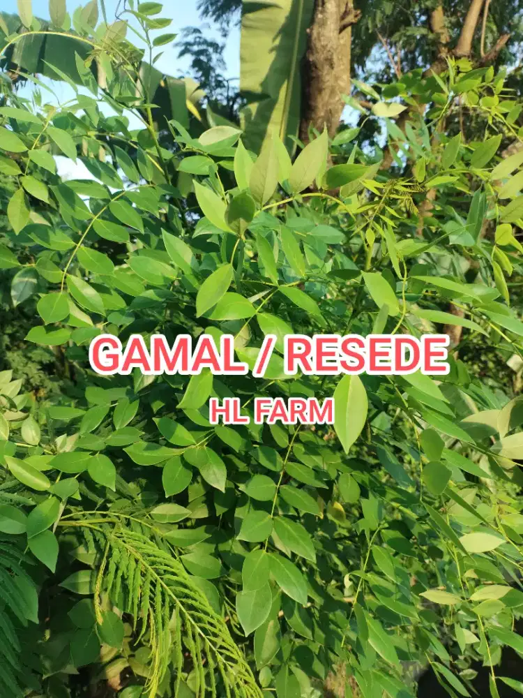 Stek rambanan gamal / resede