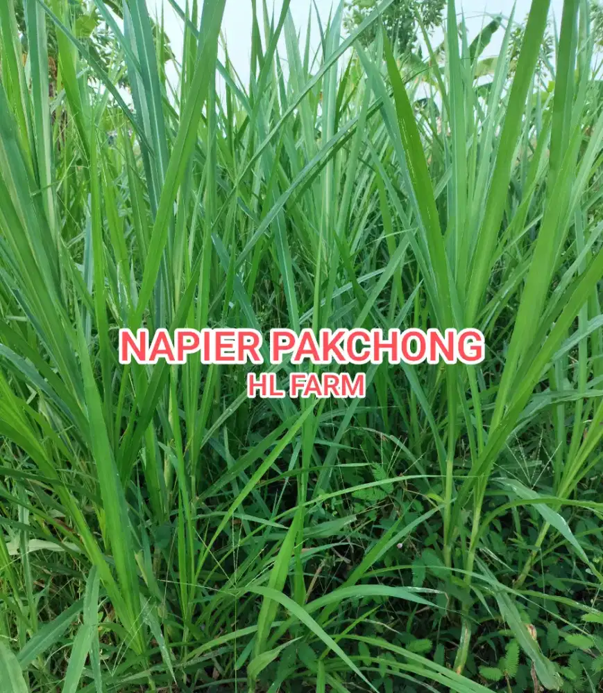 Stek / bibit rumput pakchong