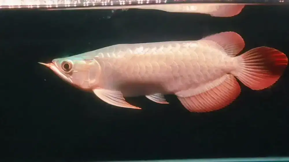 Arwana Arowana super red semi king -+29-30cm