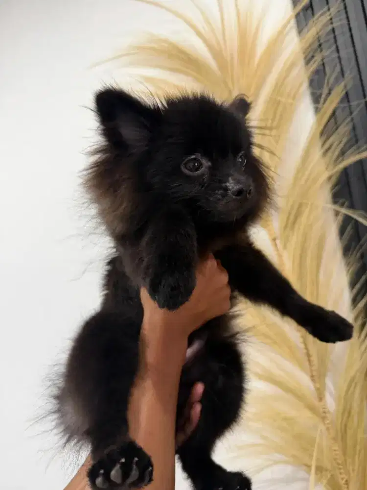 Mini pom jantan black turunan merle