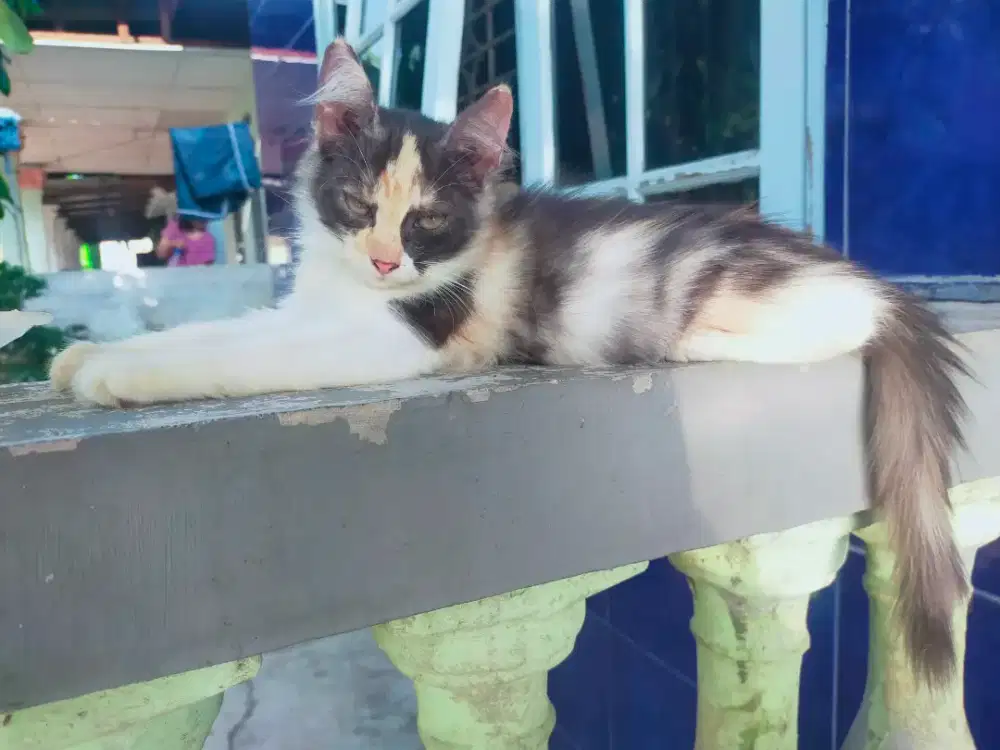 Kucing betina persia calico