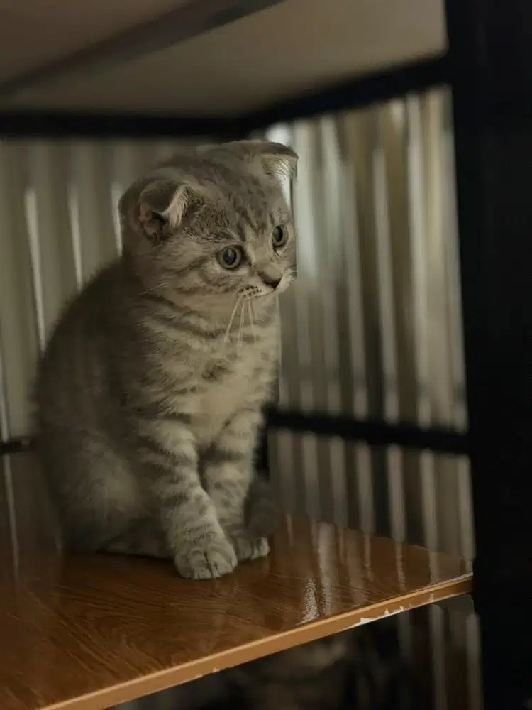 Scottish Fold x Bsh