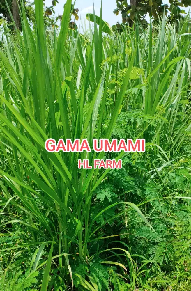 Bibit rumput gama umami