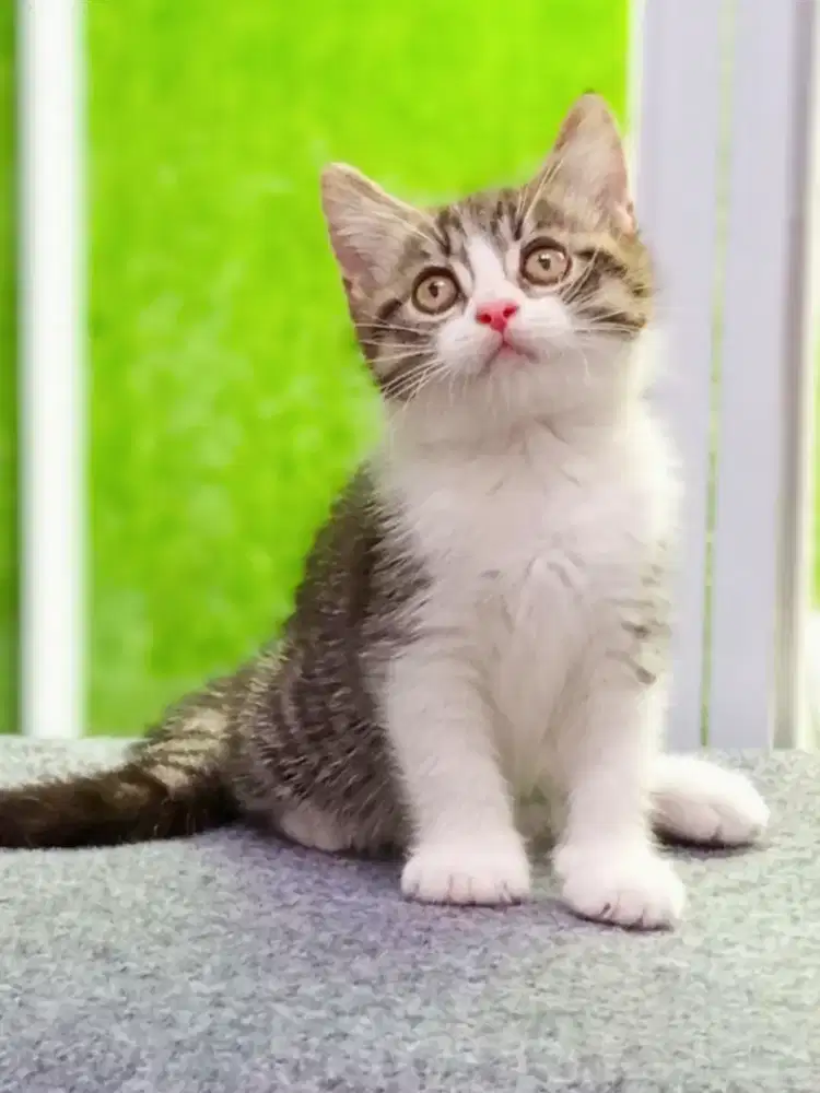 Munchkin NS Bicolor Tabby