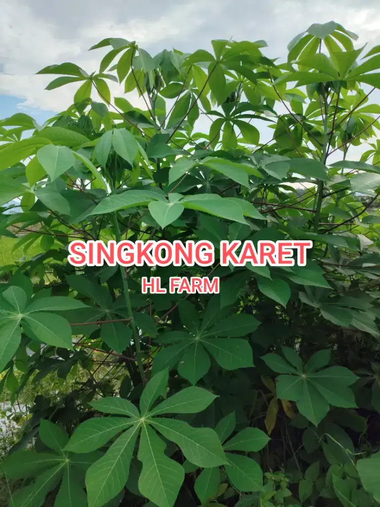 Bibit singkong karet