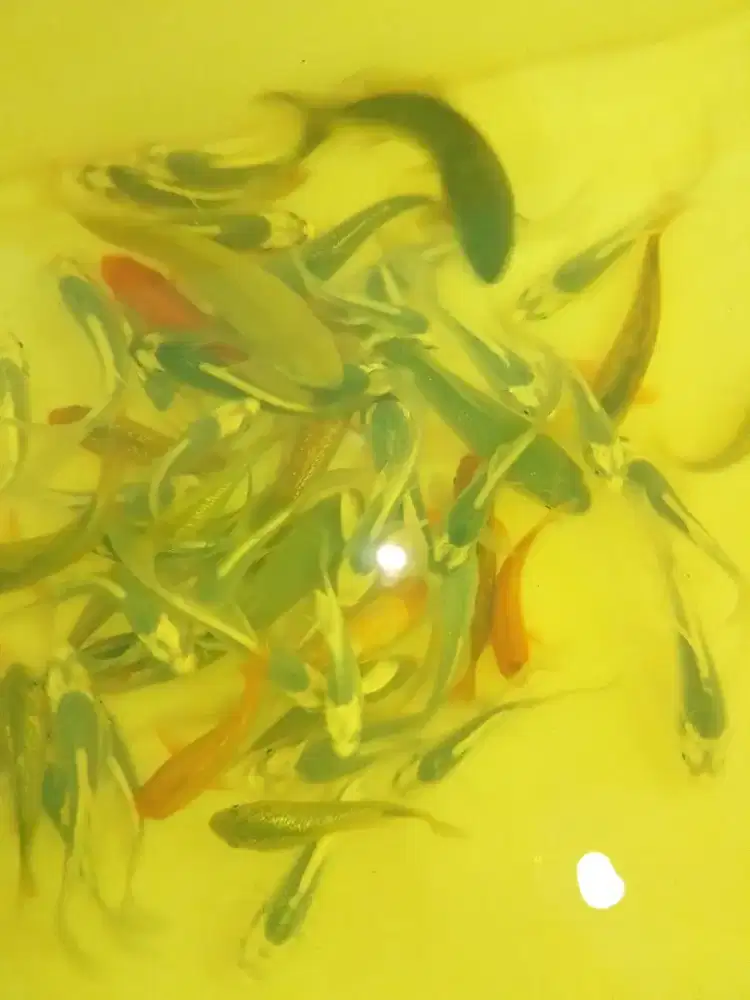 Ikan koi jenis Slayer Kabuto ,  Cagoi 10cm