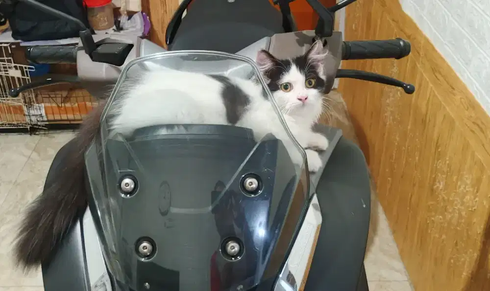 Suzuki Burgman 125 thn 2014