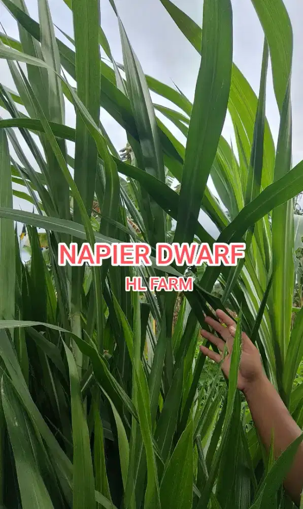 Bibit napier dwarf / odot super