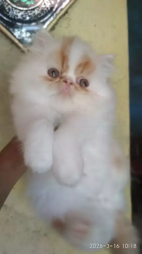 Kitten Jantan Anak Kucing Flatnose Bicolor Putih Oren
