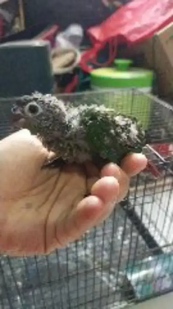 Green check conure sun conure connure