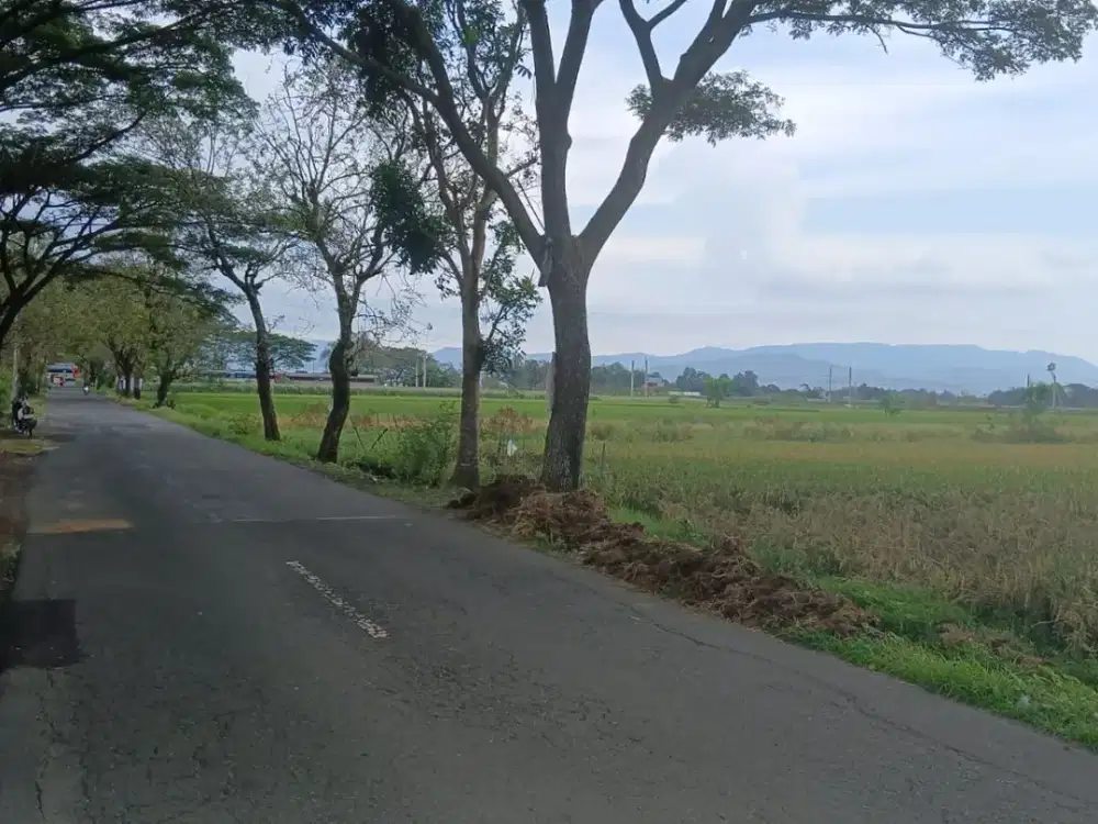 DIJUAL TANAH SAWAH STRATEGIS SELATAN PABRIK GULA GONDANG