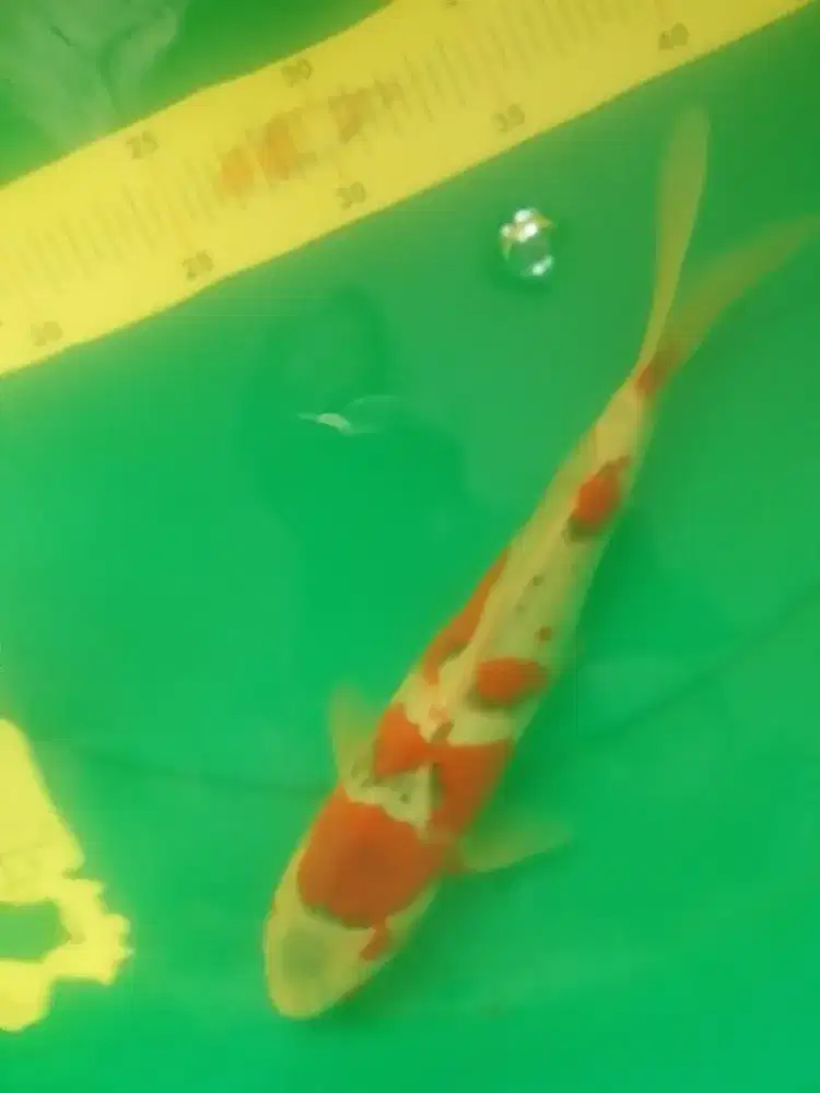 Ikan koi jenis Goshiki ukuran 30cm bagus prospek