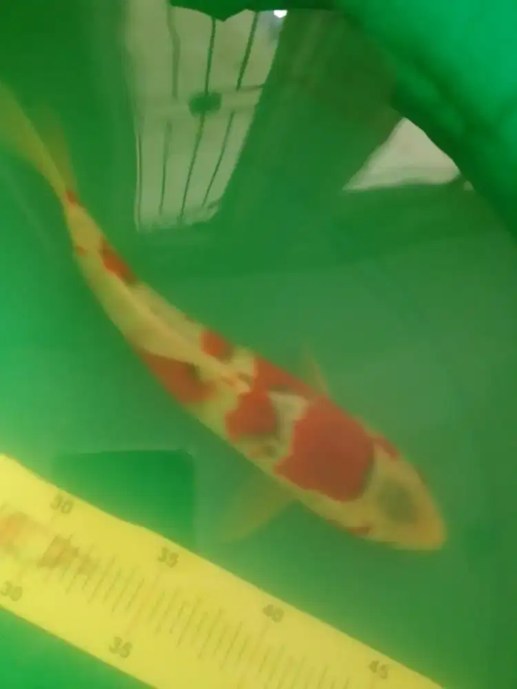Ikan koi jenis Goshiki 30cm warna strong