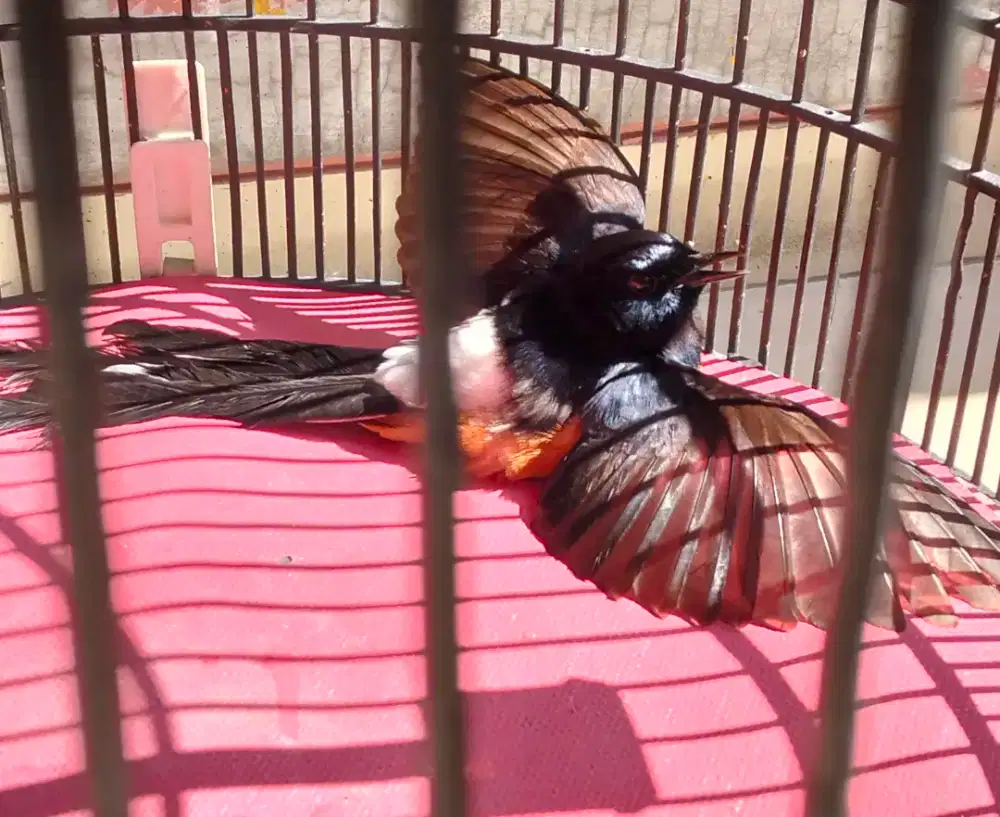 Burung Medan Rawatan