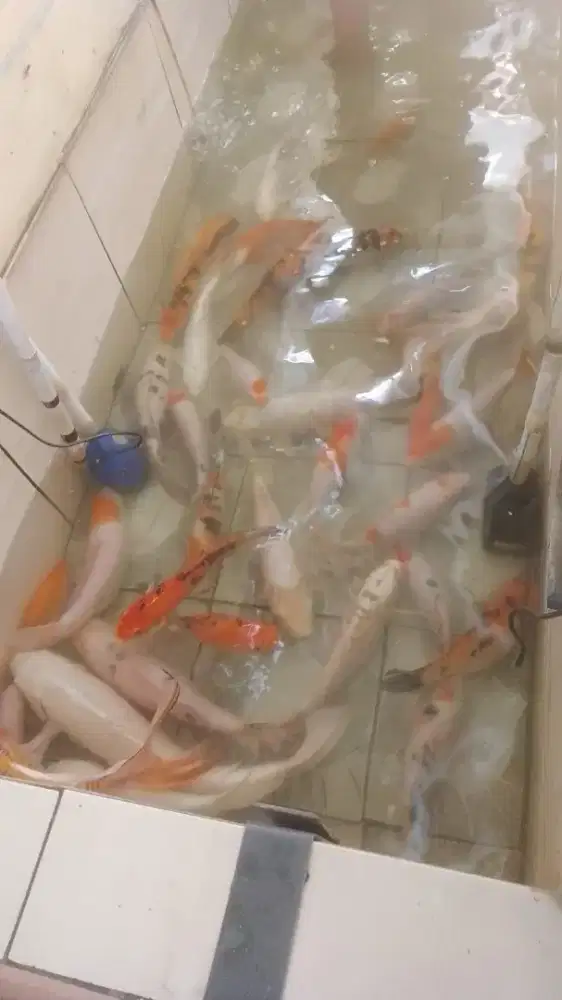 Jual ikan koi sukabumi