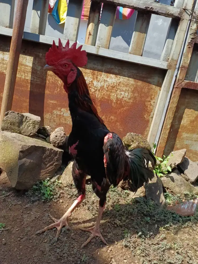 Ayam bangkok jengger wilah kaki satria sinekti
