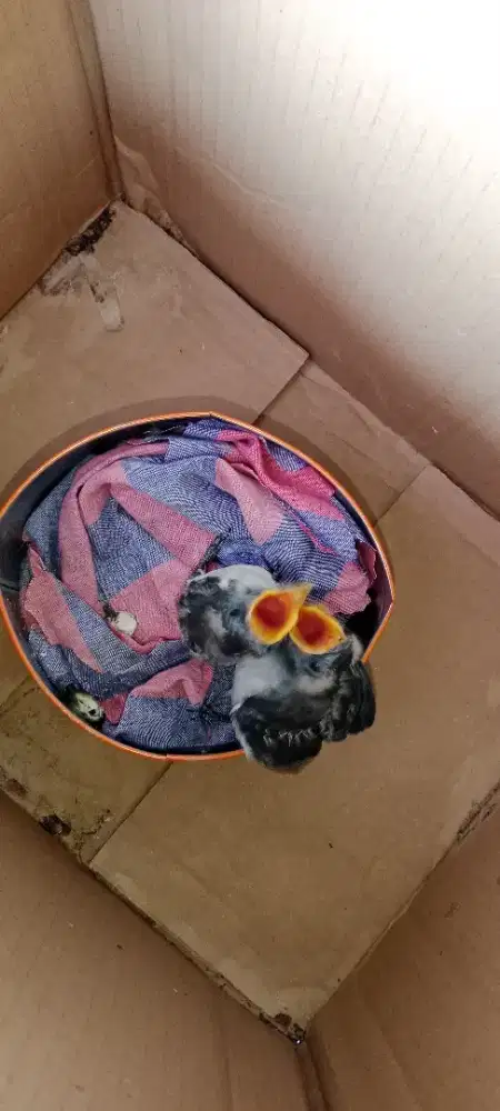 Kekep babi murah meriah buat bahan ff