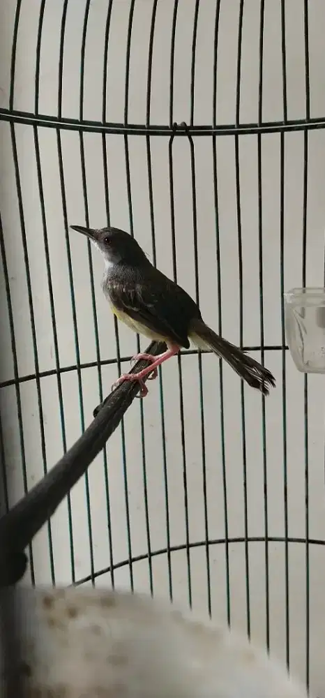 Prenjak putih cisem gacor