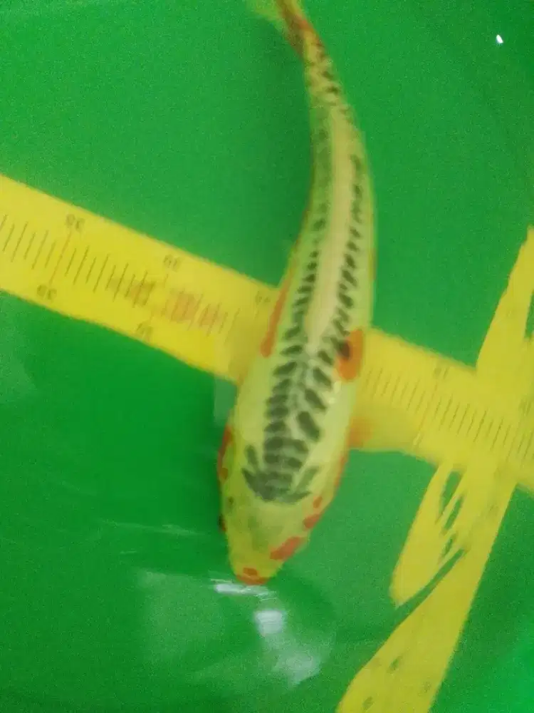 Ikan koi jenis Shusui ukuran 36cm HQ