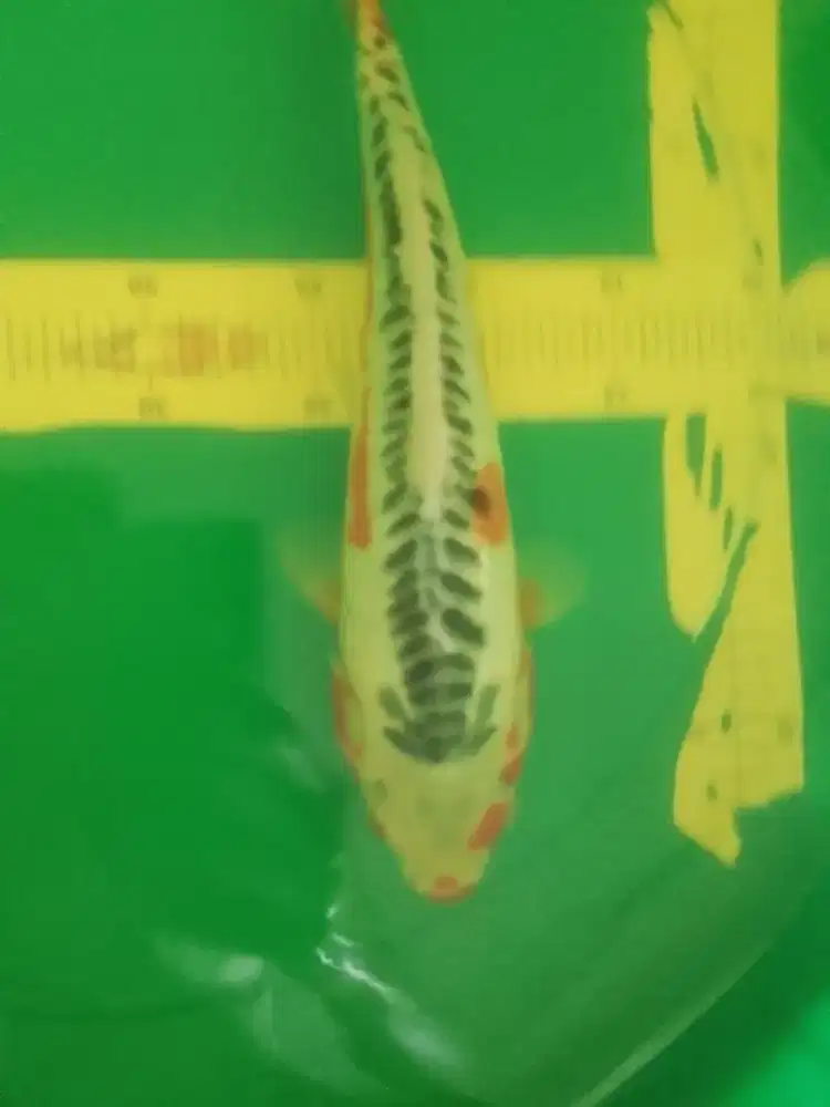 Ikan koi jenis Shusui 36cm HQ
