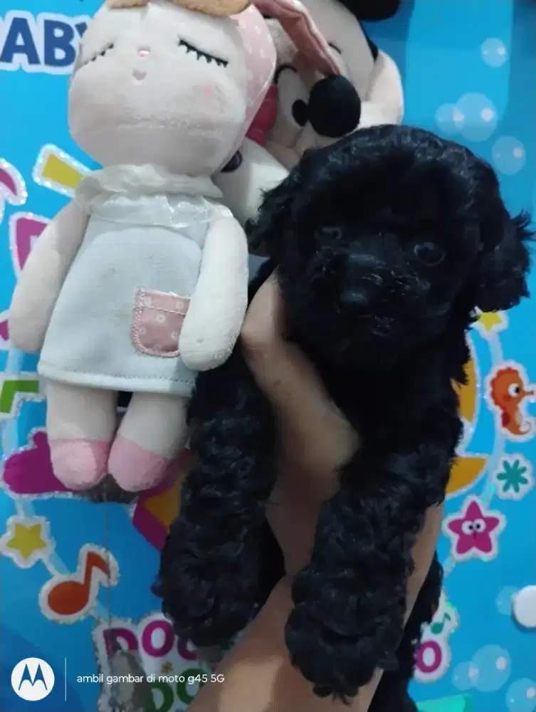 Anjing Poodle betina 1,5 bulan